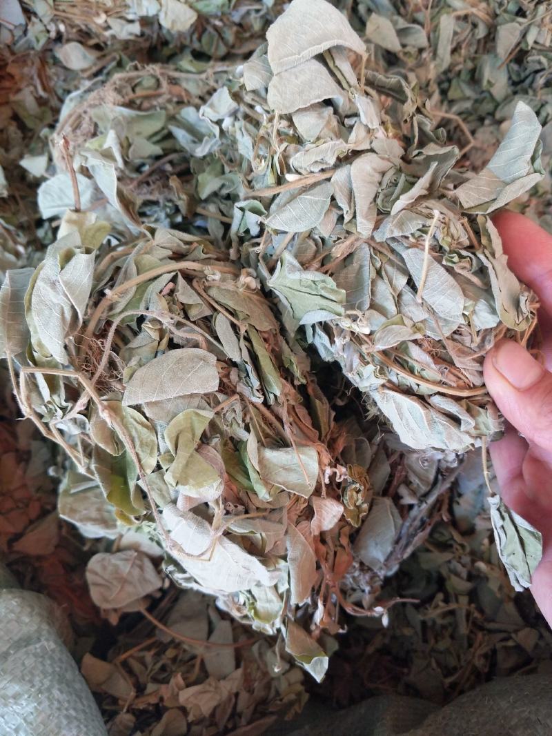 野生金钱草扎把新货，颜色青绿，货源充足，可全国发货