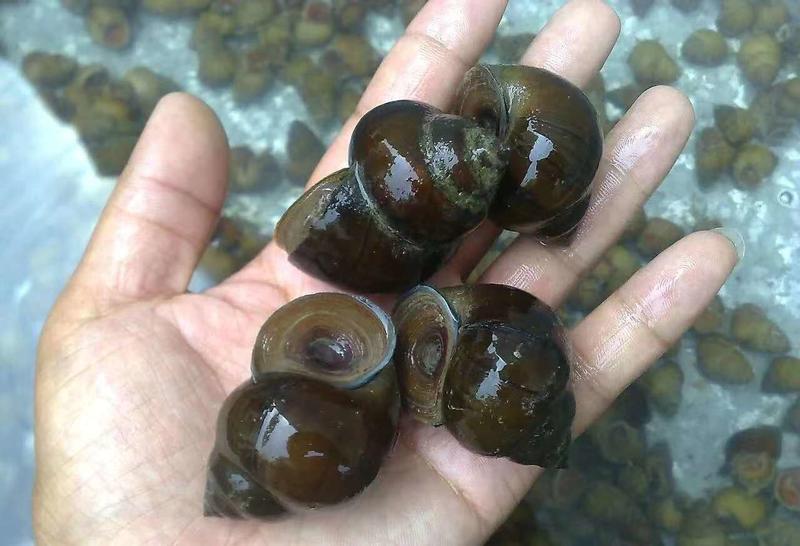 洪湖鱼米之乡淡水养殖食用薄壳清水石螺中华田园螺