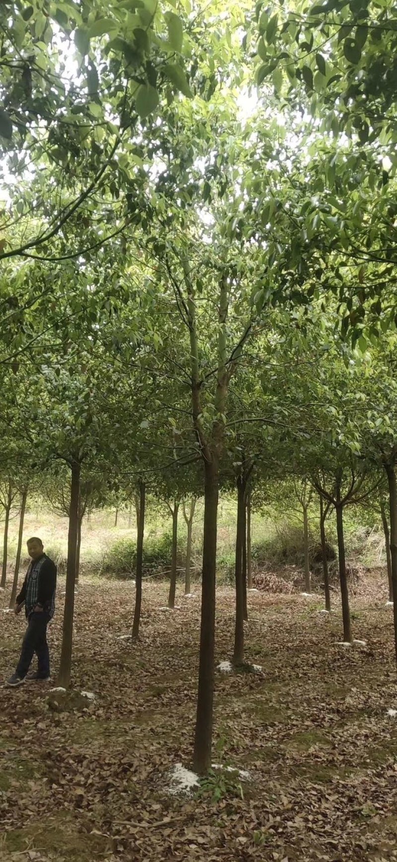 香樟树，各类全冠小叶香樟