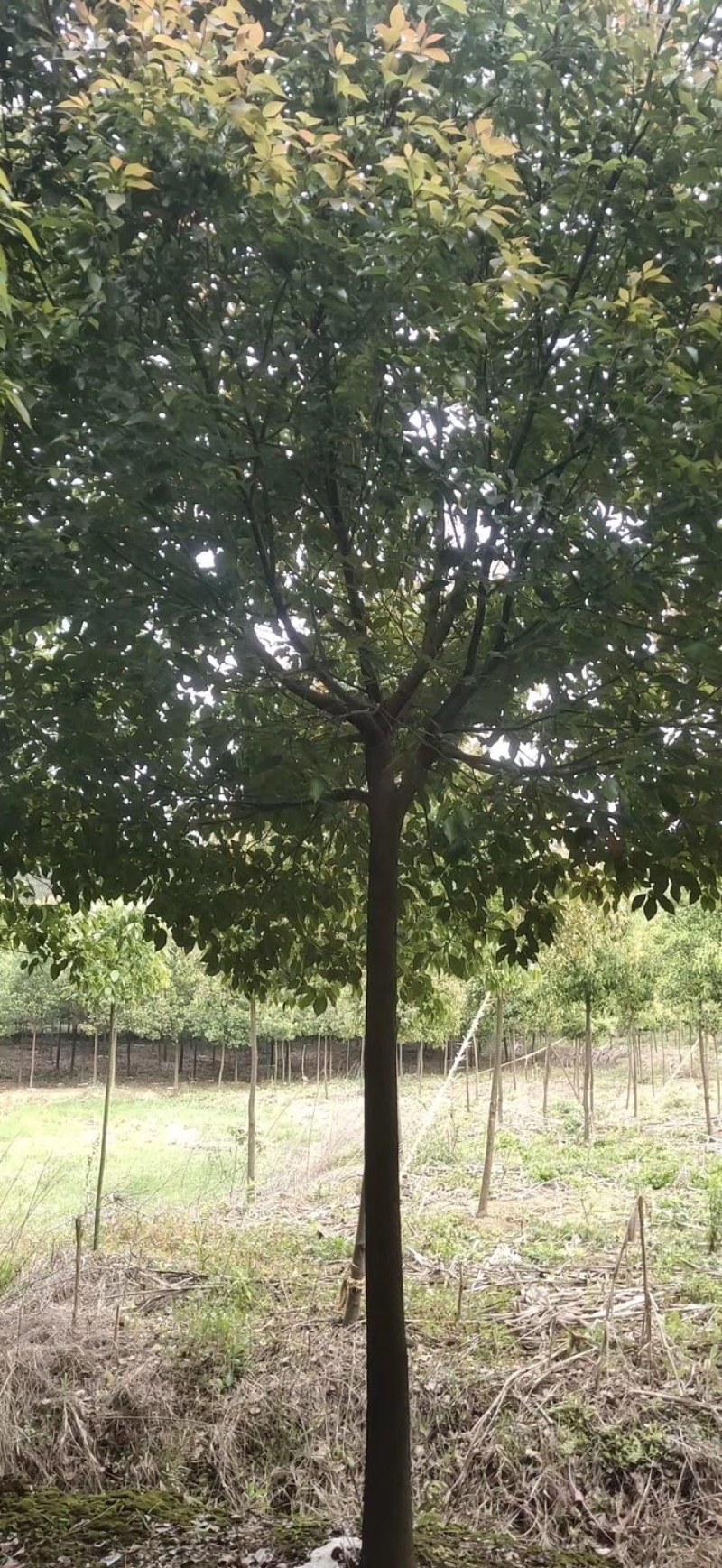 香樟树，各类全冠小叶香樟