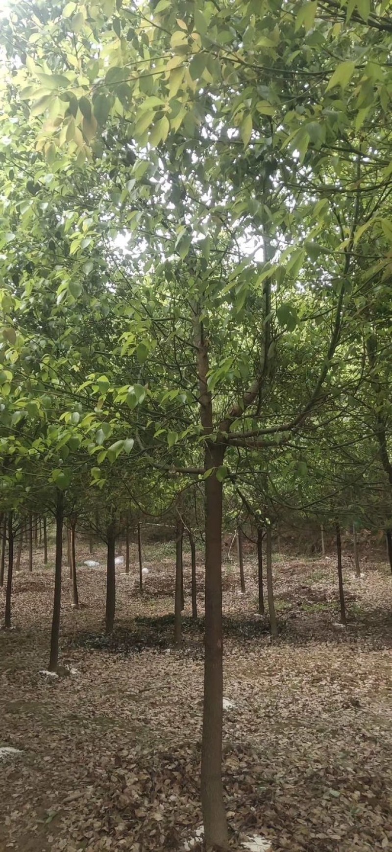 香樟树，各类全冠小叶香樟