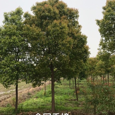 香樟树，各类全冠小叶香樟