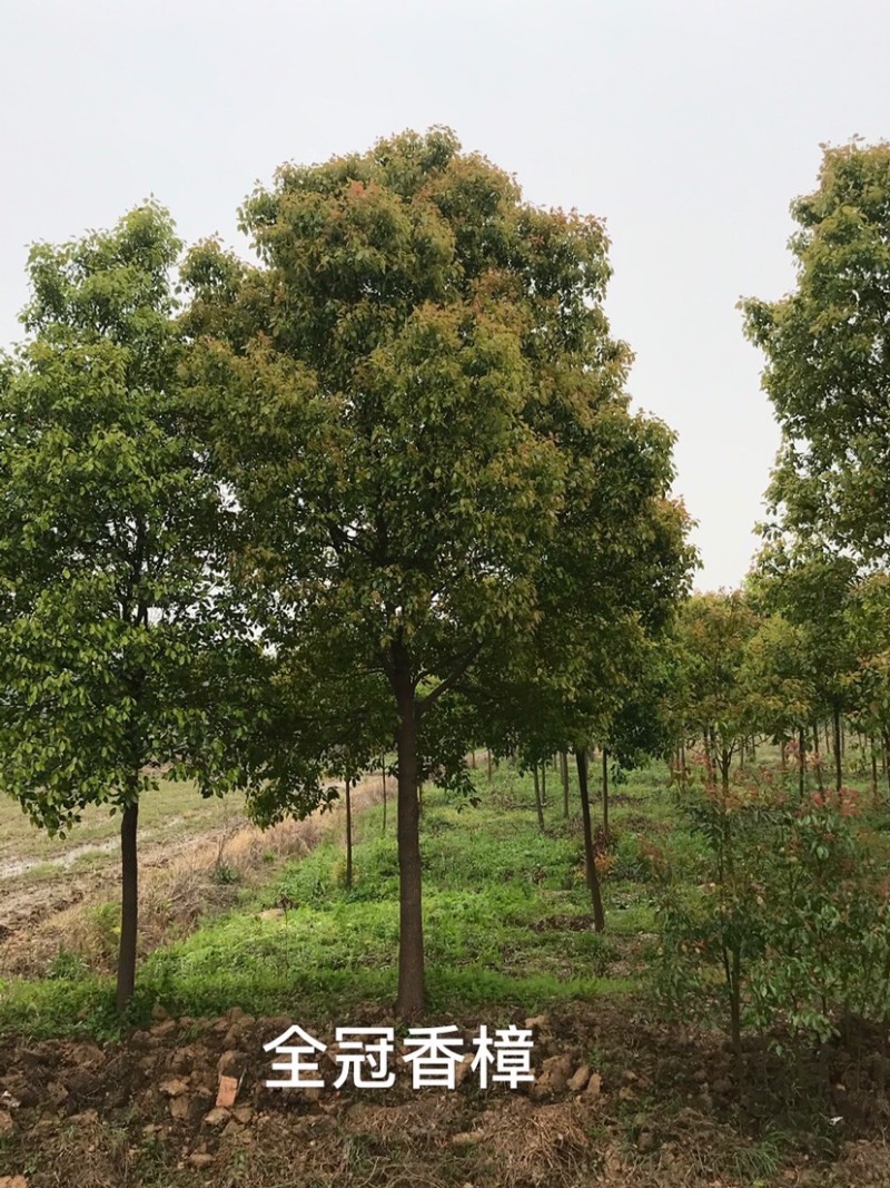 香樟树，各类全冠小叶香樟