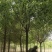 香樟树，各类全冠小叶香樟