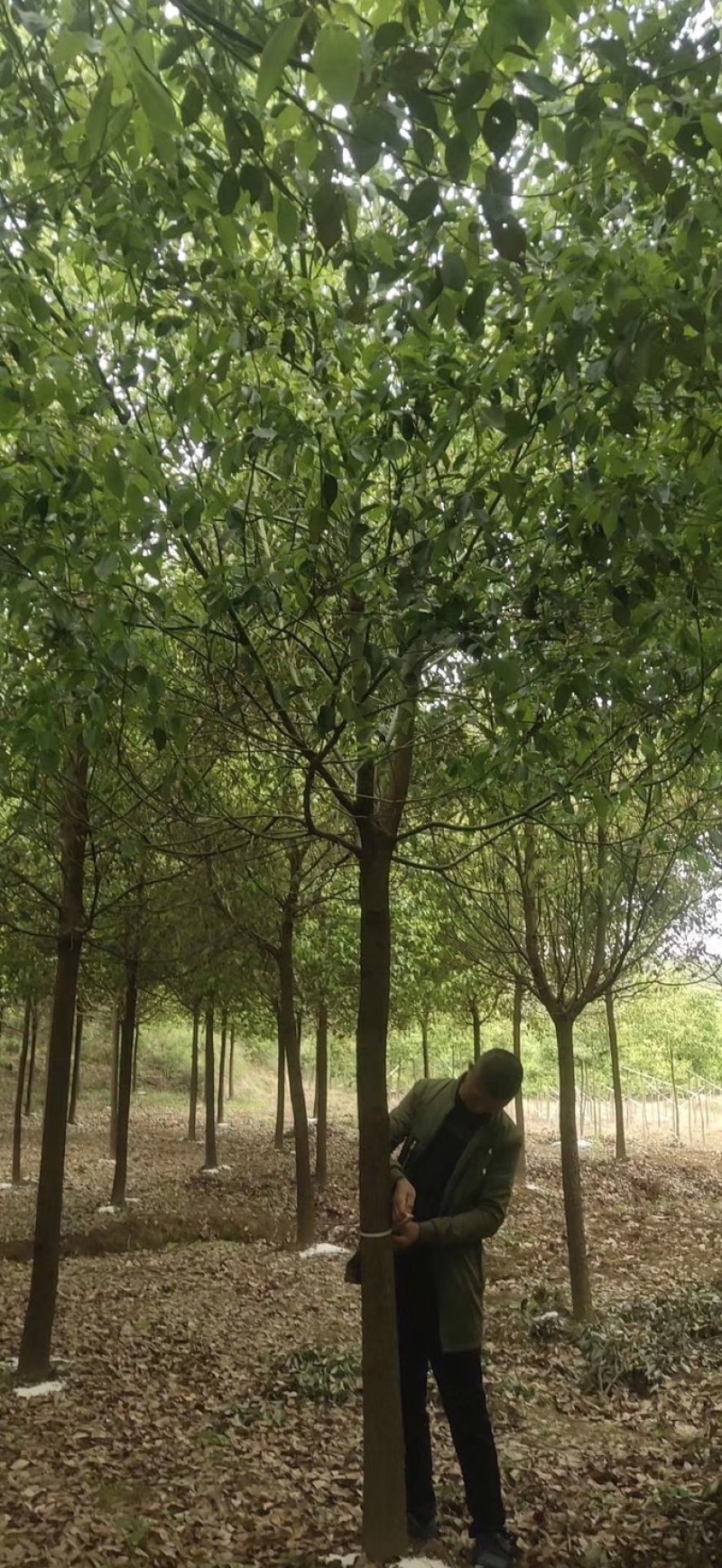 香樟树，各类全冠小叶香樟