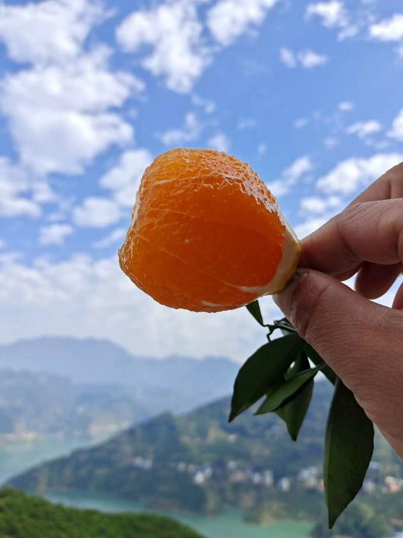 九月红脐橙果园看货视频看货早熟脐橙果大皮靓果园直供低价