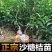 沙糖桔苗金秋沙糖桔苗果子蜜甜嫁接苗高产品种