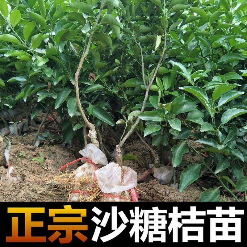 沙糖桔苗金秋沙糖桔苗果子蜜甜嫁接苗高产品种
