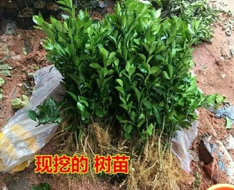 沙糖桔苗金秋沙糖桔苗果子蜜甜嫁接苗高产品种