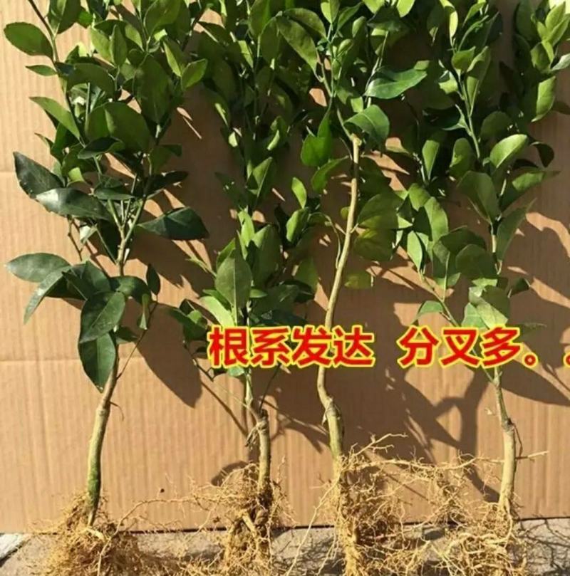 沙糖桔苗金秋沙糖桔苗果子蜜甜嫁接苗高产品种