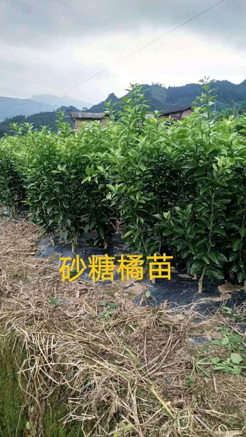 沙糖桔苗金秋沙糖桔苗果子蜜甜嫁接苗高产品种