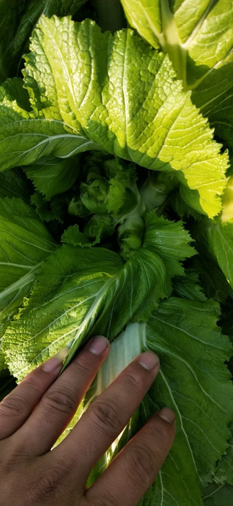 儿菜娃娃菜大心子出净货货源充足青秀个大