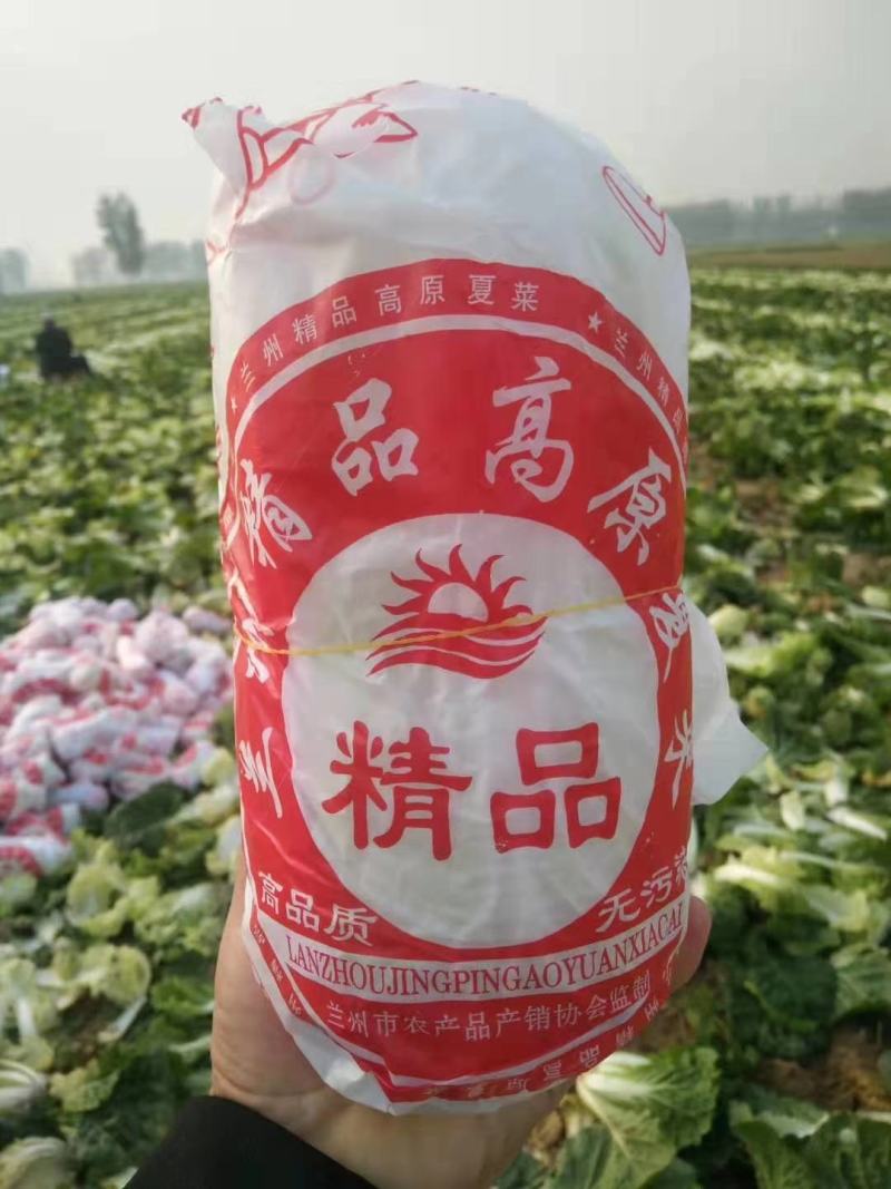 娃娃菜黄心优质娃娃菜，大娃小娃，精品包装，一条龙服务