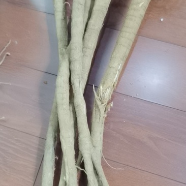 鲜货条子千斤拔家种。。。。。