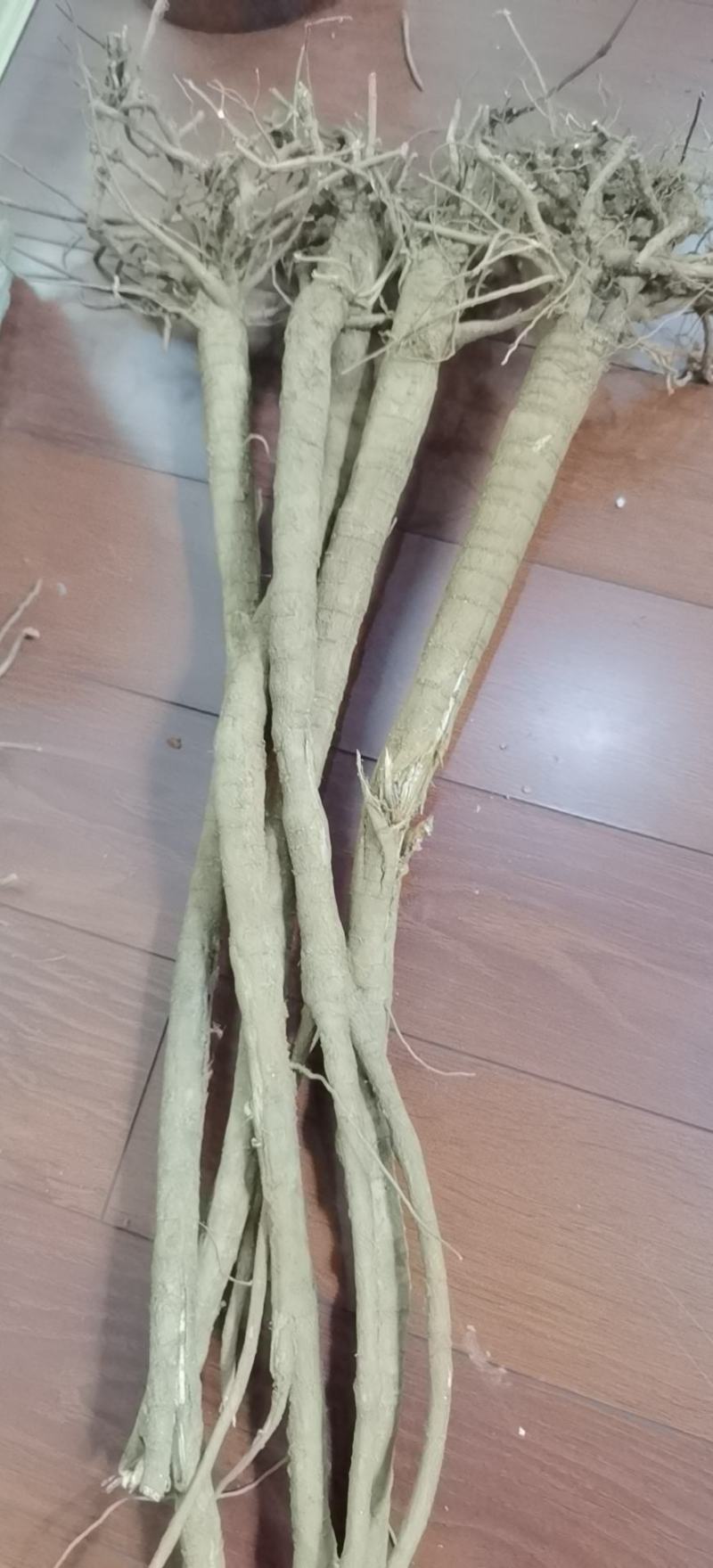 鲜货条子千斤拔家种。。。。。