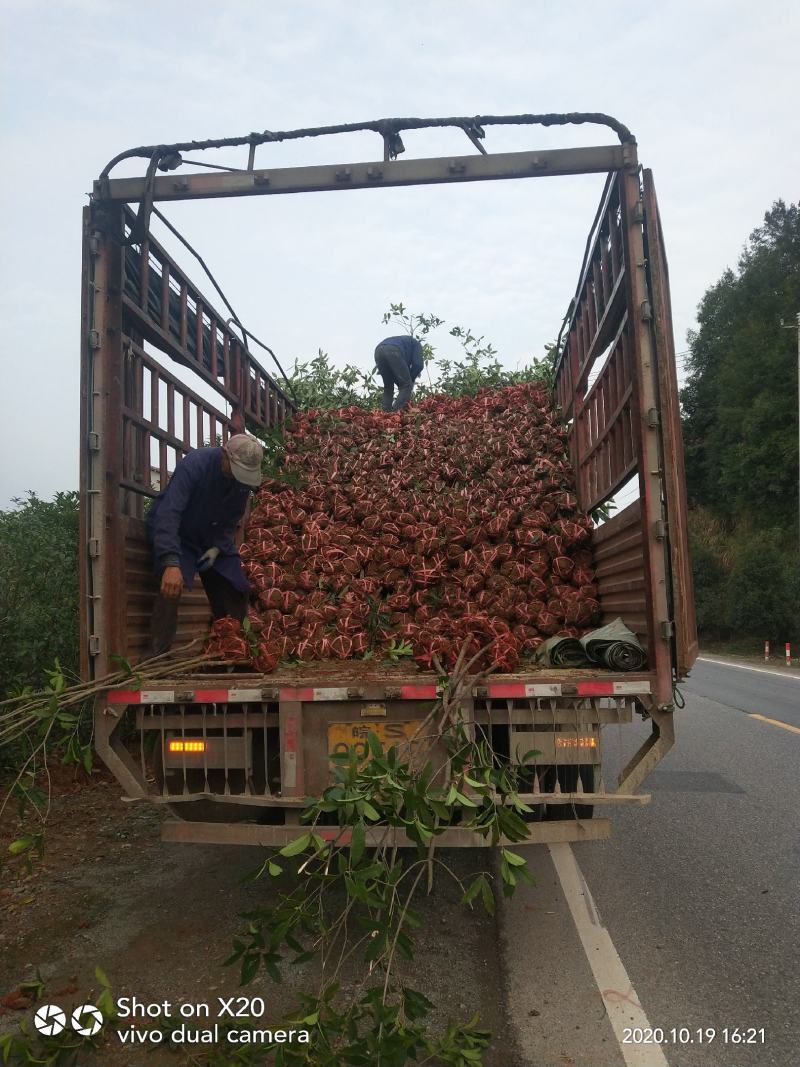 【急售低价】直销2-4公分桂花树金桂庭院道路绿化苗木