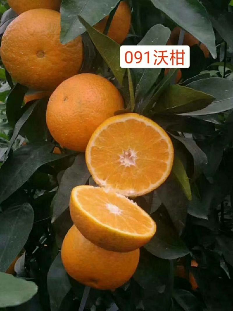 沃柑苗嫁接苗果中皇后大果蜜甜高产品种
