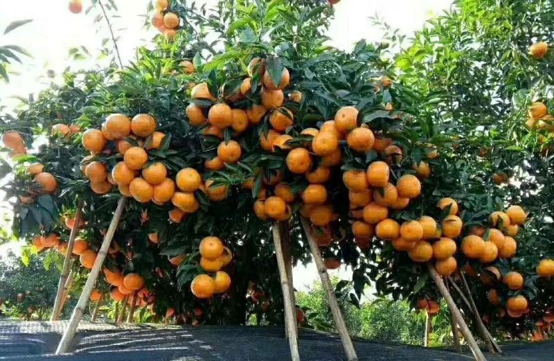 沃柑苗嫁接苗果中皇后大果蜜甜高产品种