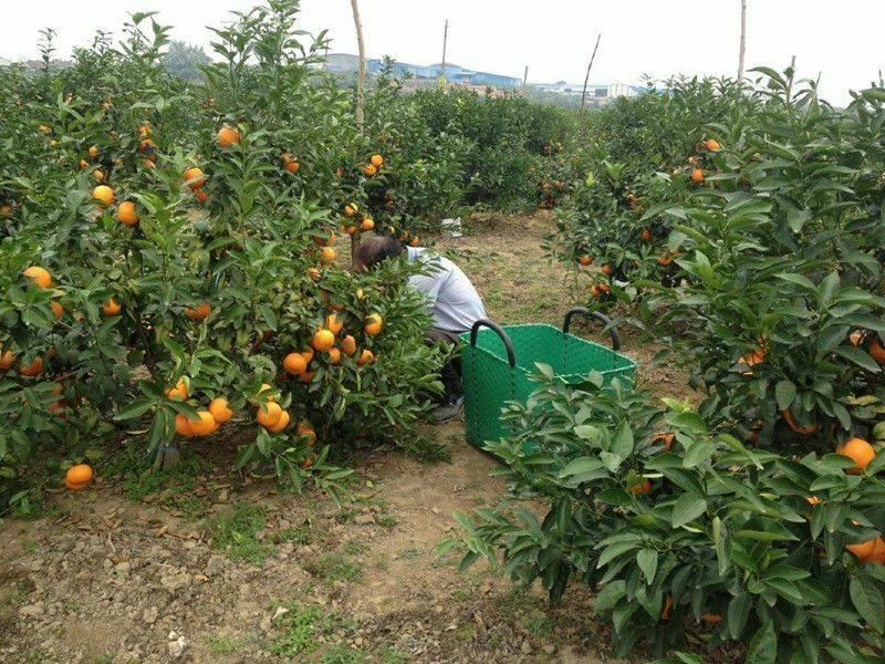 沃柑苗嫁接苗果中皇后大果蜜甜高产品种