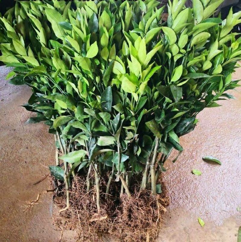 沃柑苗嫁接苗果中皇后大果蜜甜高产品种