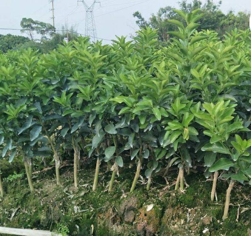 沃柑苗嫁接苗果中皇后大果蜜甜高产品种