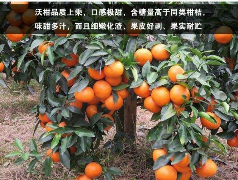 沃柑苗嫁接苗果中皇后大果蜜甜高产品种