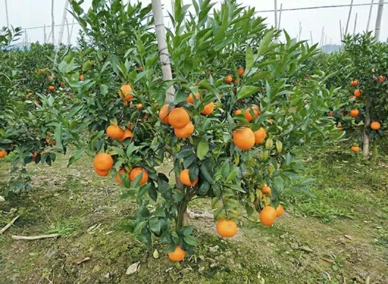 沃柑苗嫁接苗果中皇后大果蜜甜高产品种