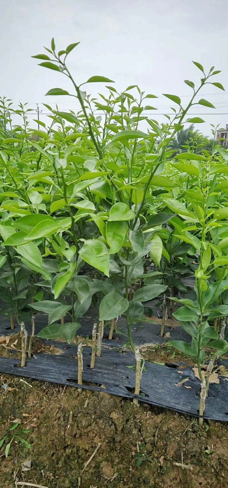 沃柑苗嫁接苗果中皇后大果蜜甜高产品种