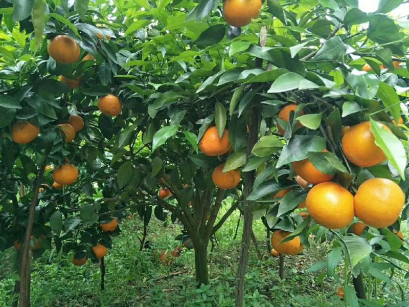 沃柑苗嫁接苗果中皇后大果蜜甜高产品种