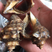 海螺地笼海螺连云港本地海螺鲜活海螺各种规格