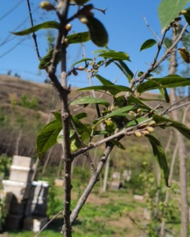 素心蜡梅2~4cm4cm以下0.5~1米