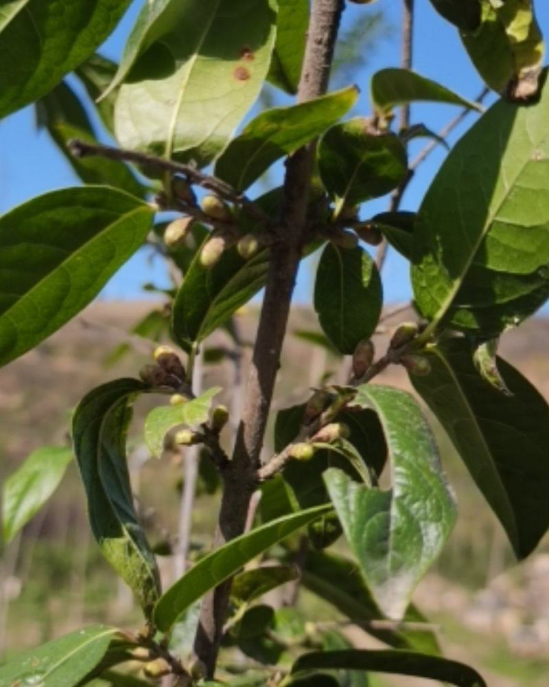素心蜡梅2~4cm4cm以下0.5~1米
