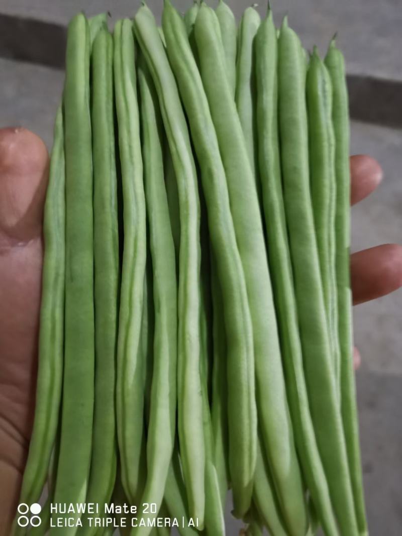 小金豆，四季豆，新苗新苗