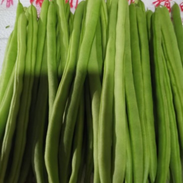 小金豆，四季豆，新苗新苗