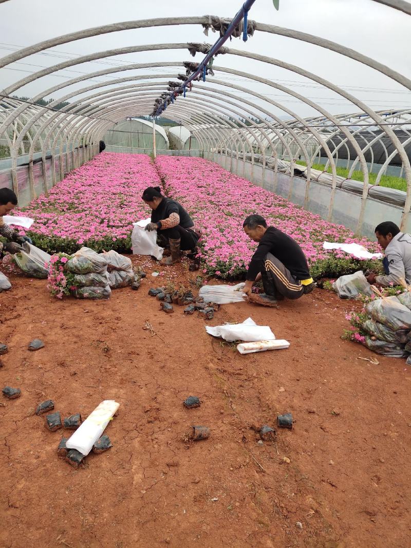 美女樱云南苗木基地批发价格
