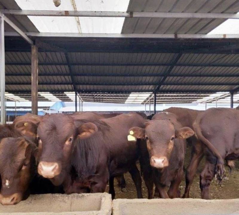 利木赞牛肉牛养殖技术在本场买牛享受补贴1000元/头