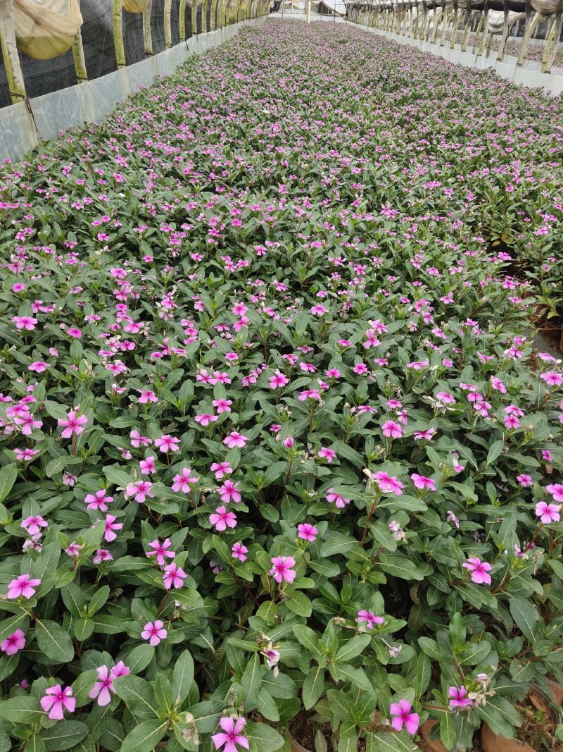 长春花高度30公分云南苗木基地批发价格
