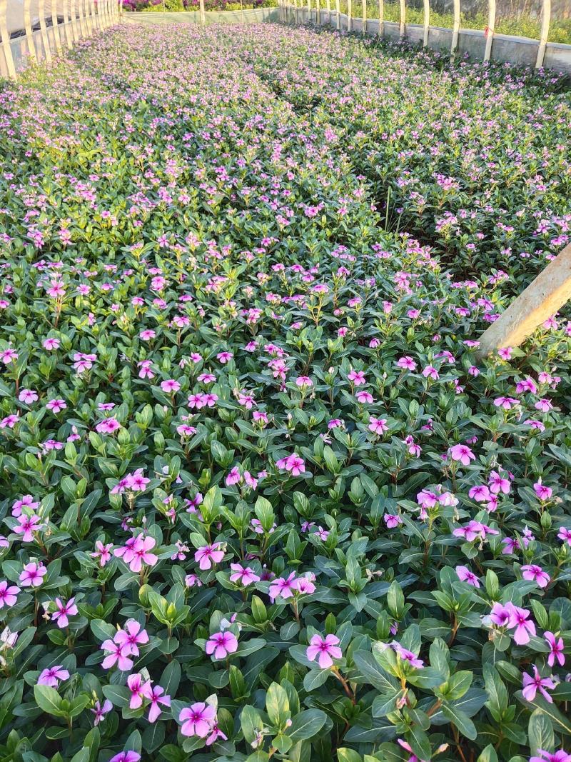 长春花高度30公分云南苗木基地批发价格