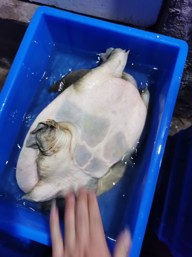 江西8年老甲鱼江西老水鱼