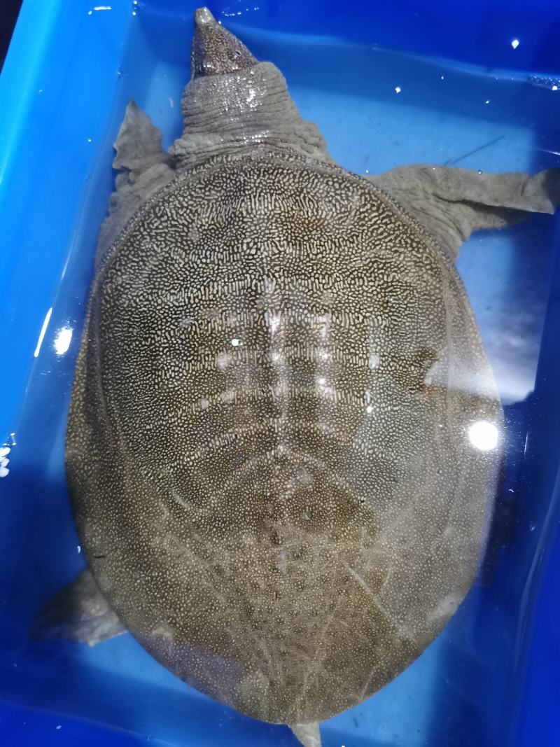 江西8年老甲鱼江西老水鱼