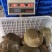 江西8年老甲鱼江西老水鱼