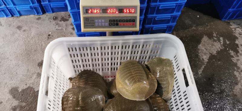 江西8年老甲鱼江西老水鱼