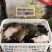 江西8年老甲鱼江西老水鱼