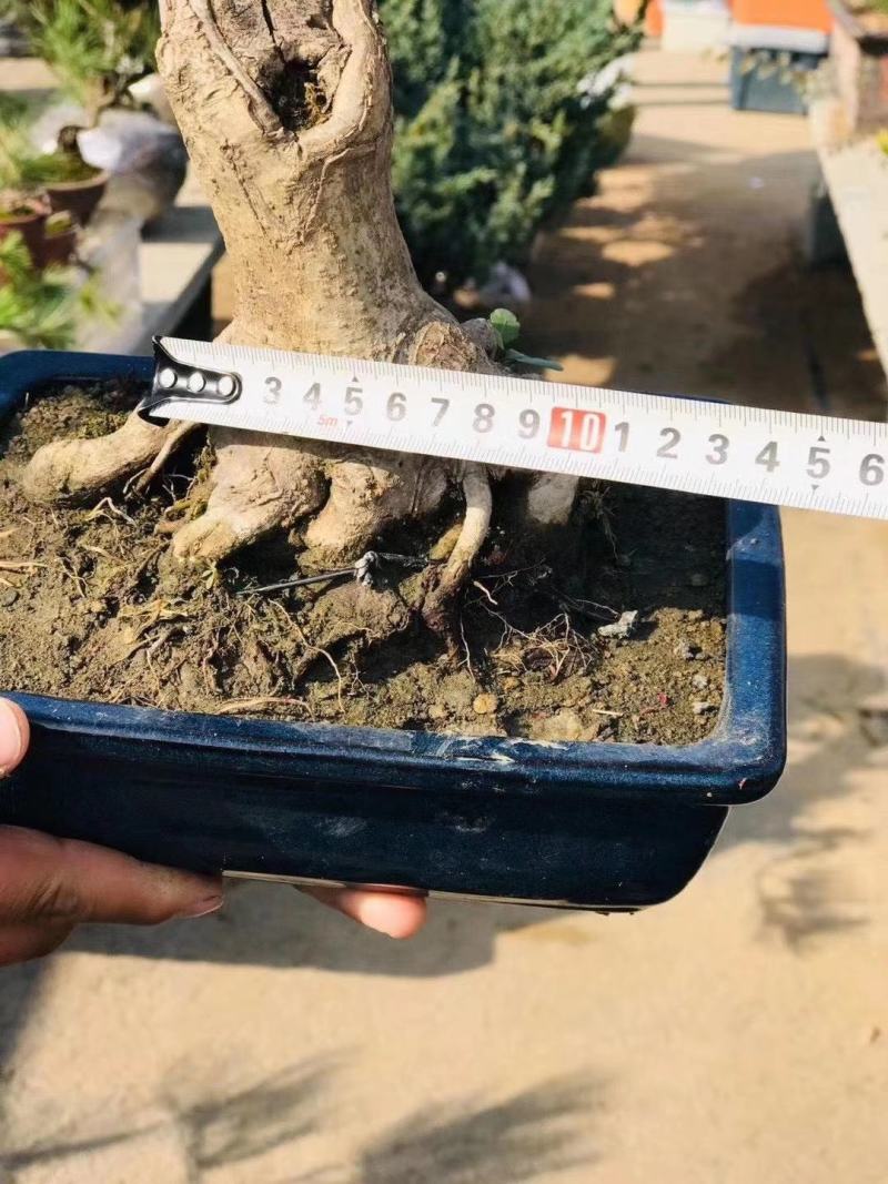特价秒杀，老桩紫青姬1300，一盆
