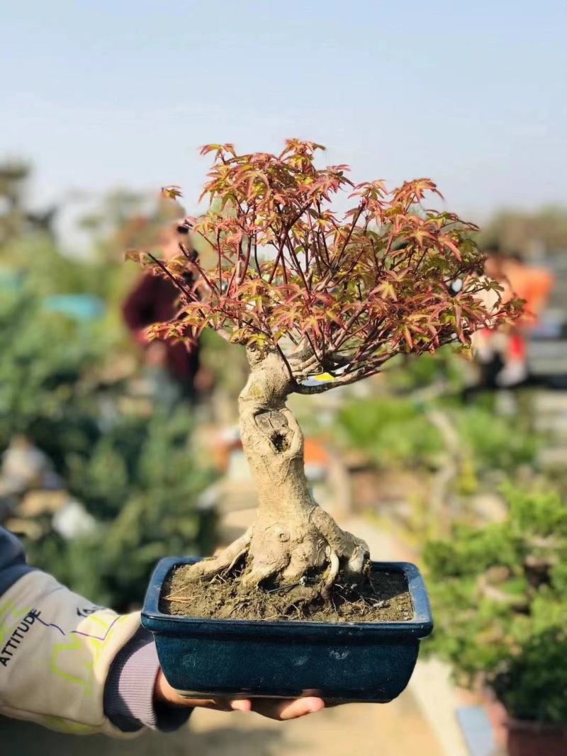 特价秒杀，老桩紫青姬1300，一盆