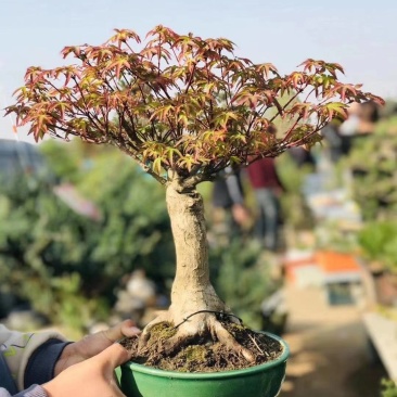 特价秒杀，老桩紫青姬1300，一盆