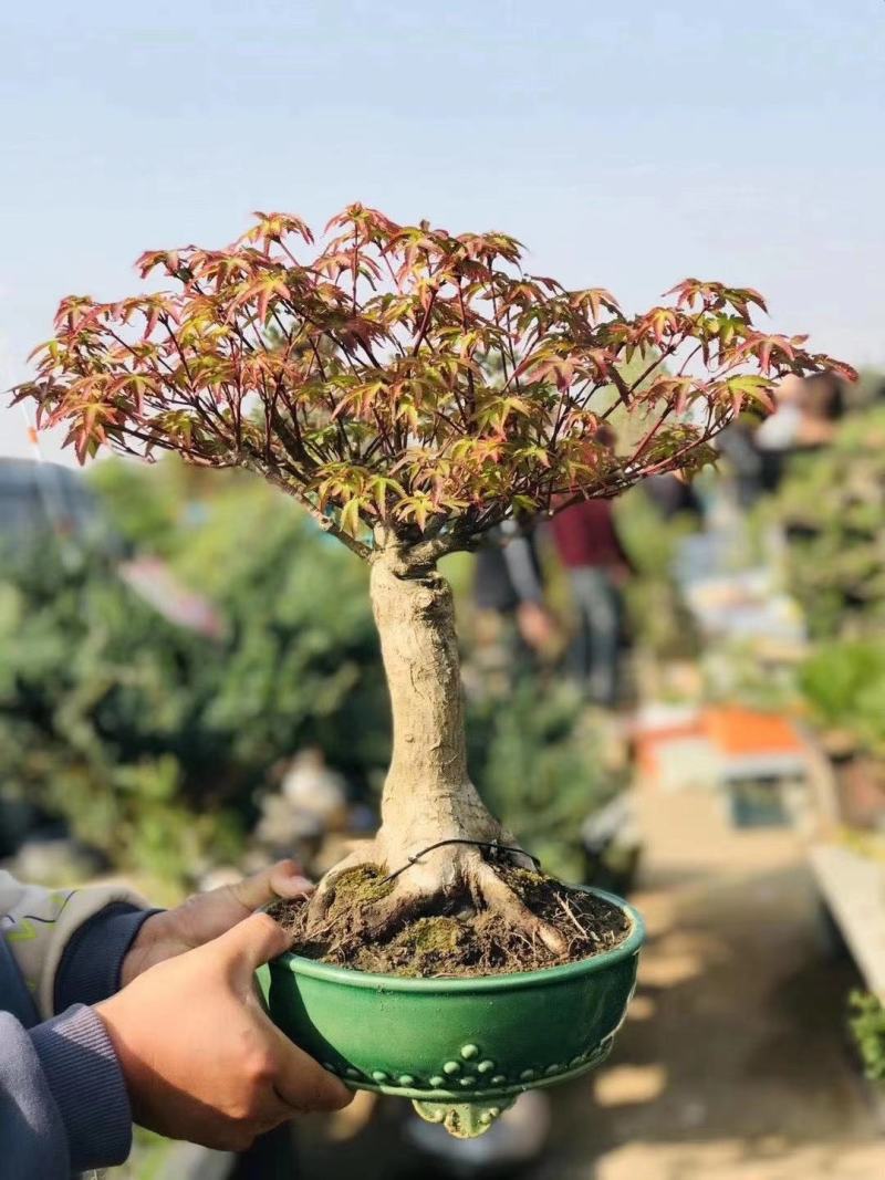 特价秒杀，老桩紫青姬1300，一盆