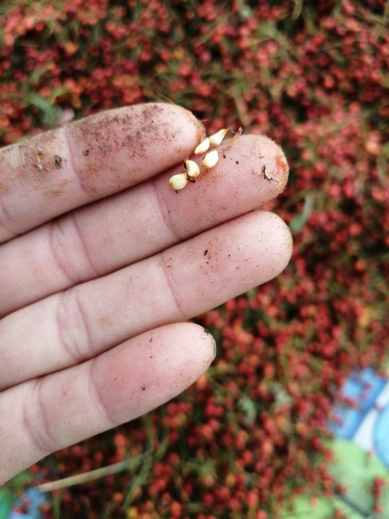 无刺蔷薇种子，蔷薇杆子