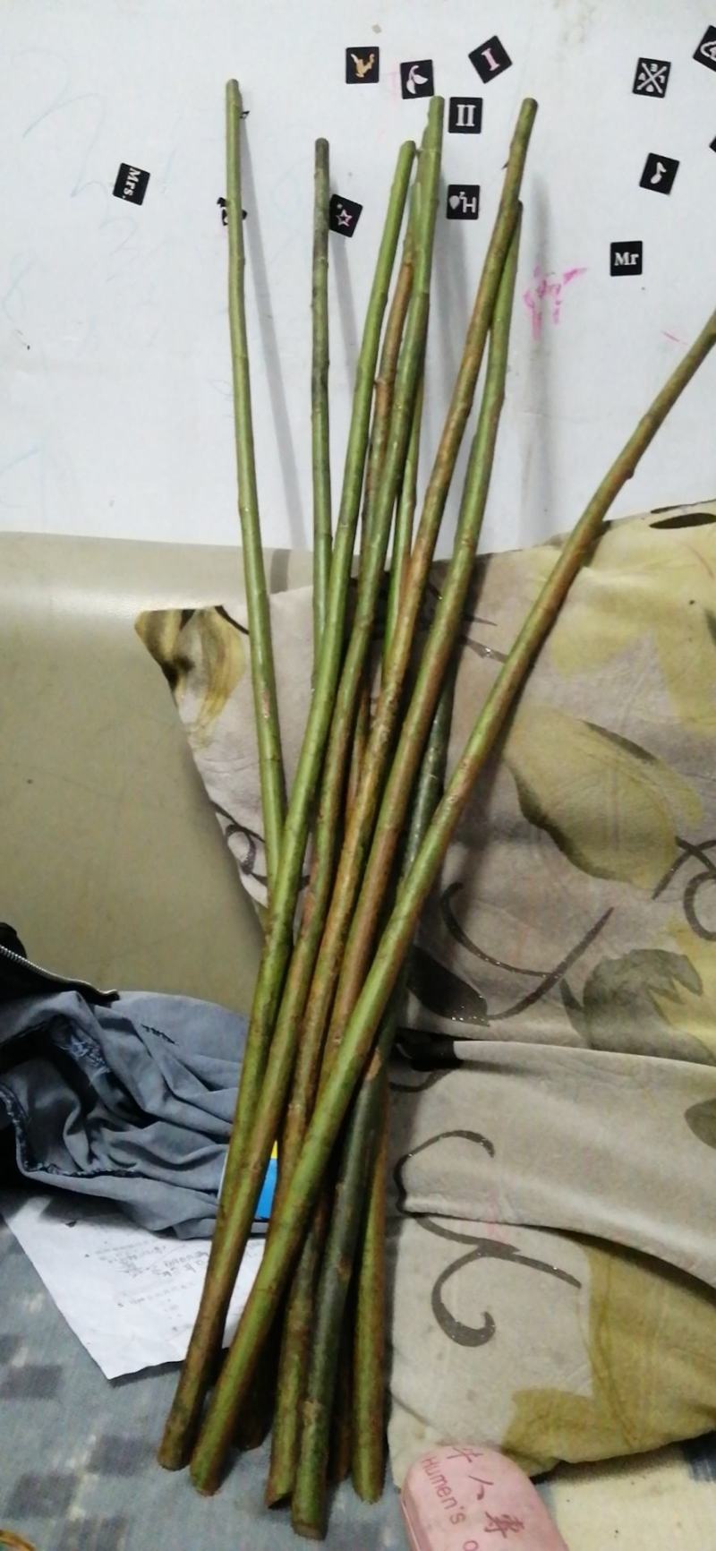 无刺蔷薇种子，蔷薇杆子