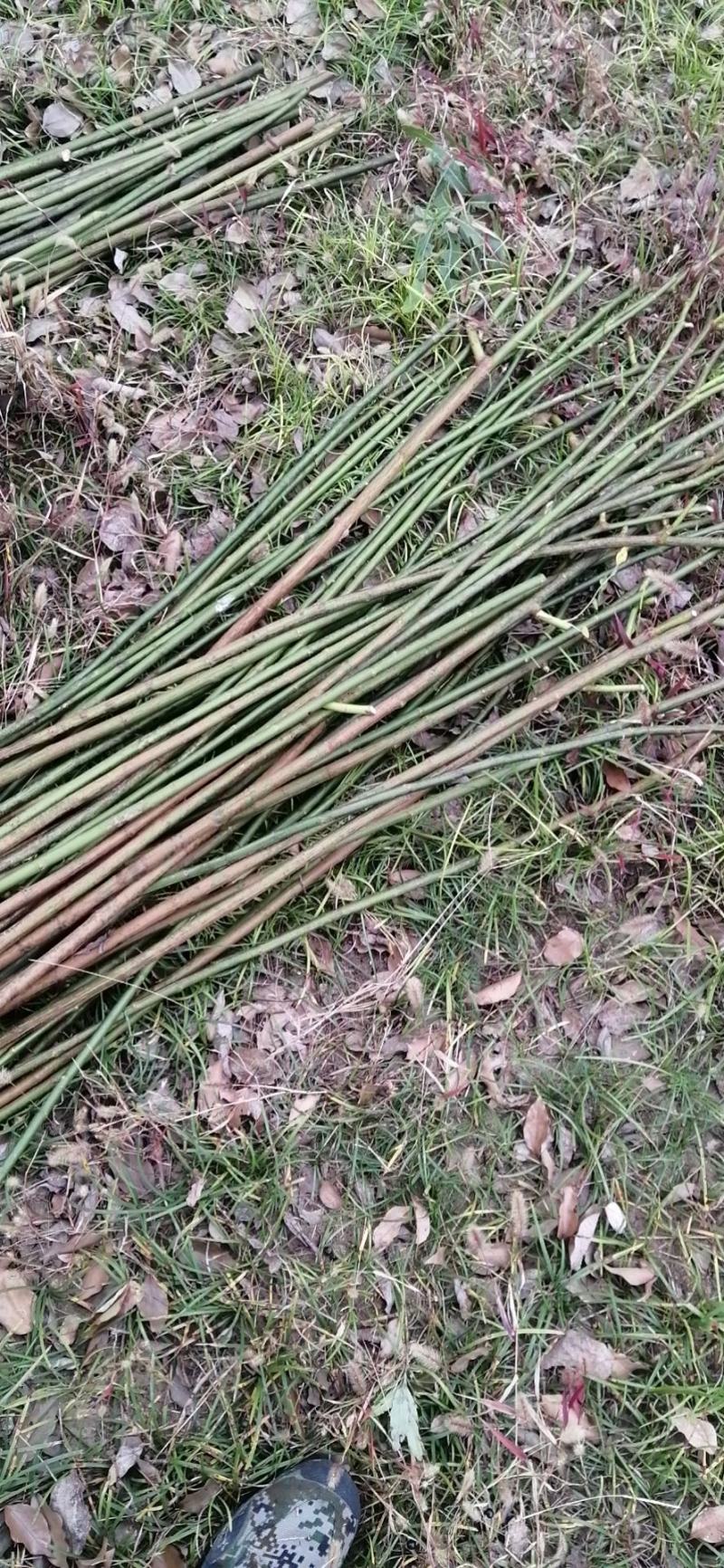 无刺蔷薇种子，蔷薇杆子